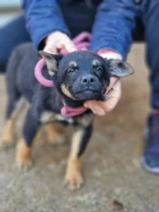 Kovu