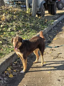 Nora