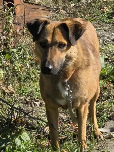 Kaya