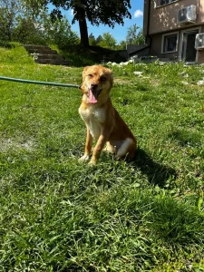 Zira