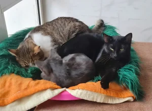 Pami