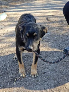 Kovu