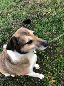 Dani