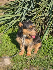 Lori