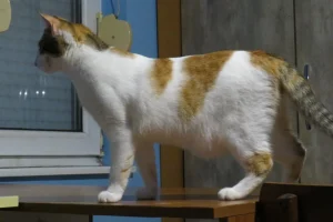 Samba