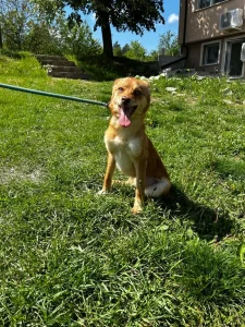 Zira