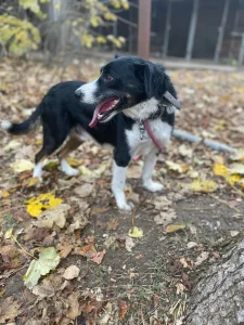 Rocky