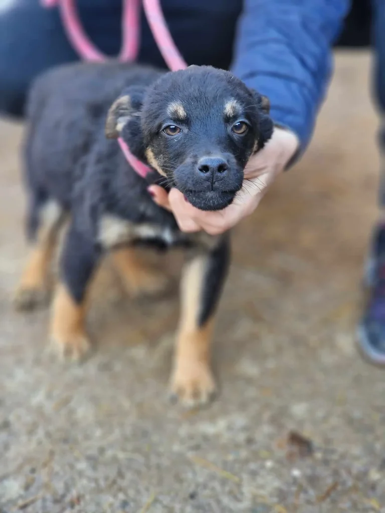 Kovu