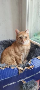 Simba