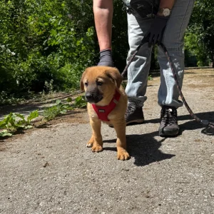 Bruno