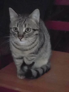 Tiko