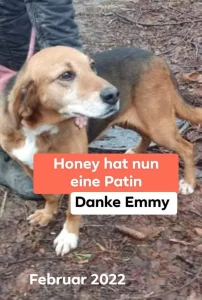 Honey