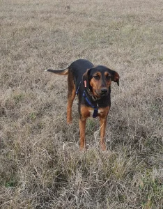 Lily