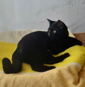 Pami