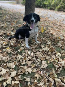 Rocky