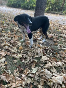 Rocky