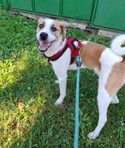 Leo