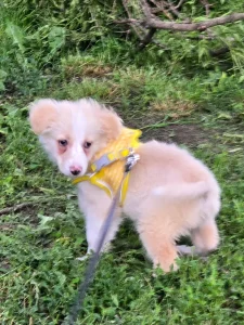 Maya