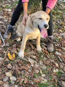 Cooper