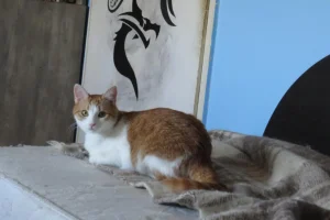 Tango