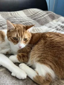 Tango
