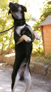 Kovu