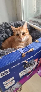 Simba