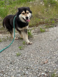 Bo