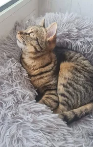 Tiko