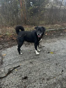 Sammy