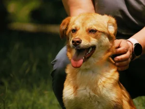 Zira