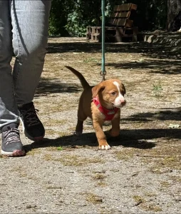 Charlie
