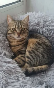 Tiko