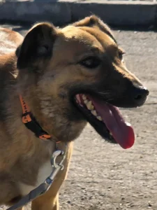 Kaya