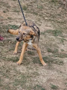 Ada
