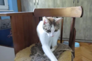 Samba
