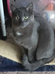 Grey
