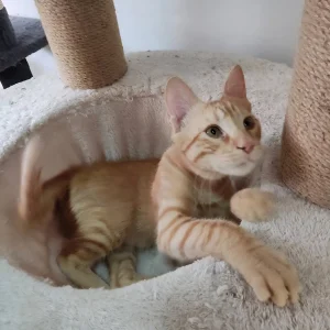 Rusty