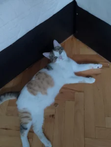 Samba