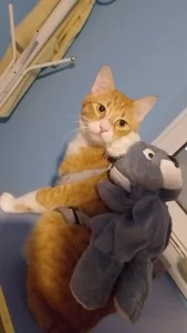 Tango