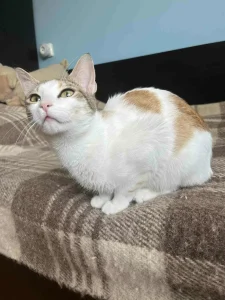 Samba