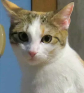 Samba