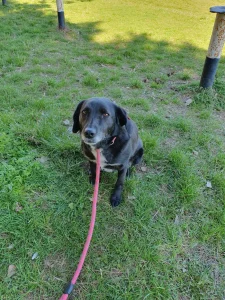 Charlie