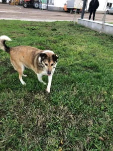 Dani
