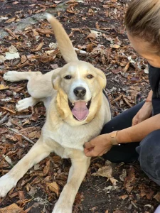 Cooper