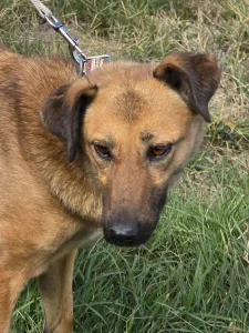 Kaya