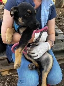 Kovu