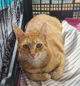 Simba