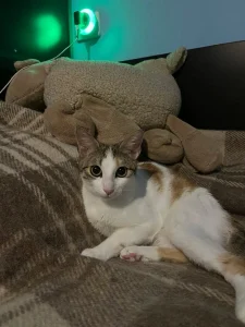 Samba