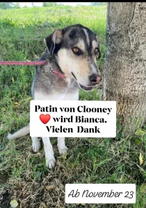 Clooney
